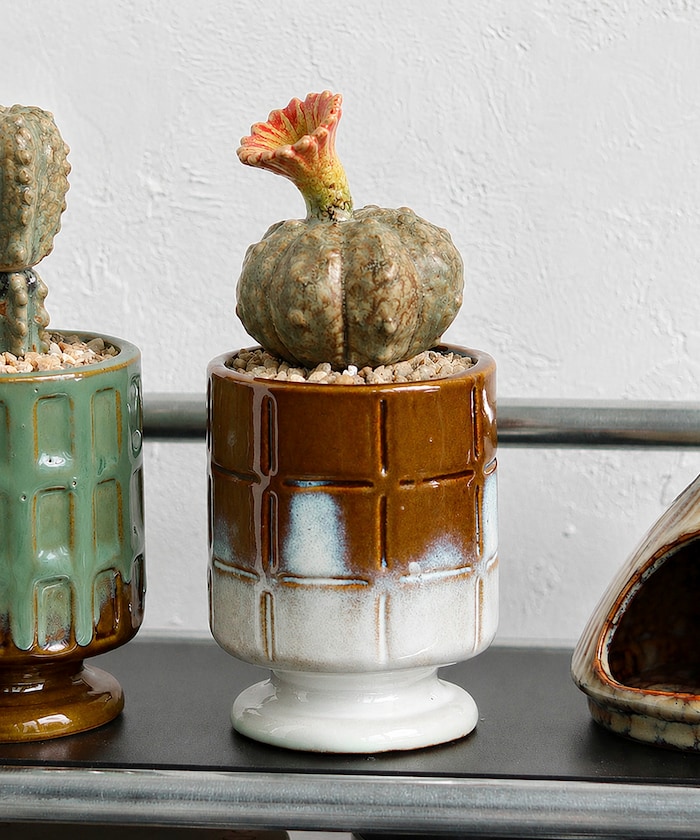 THE CACTI POT ザ カクティポット